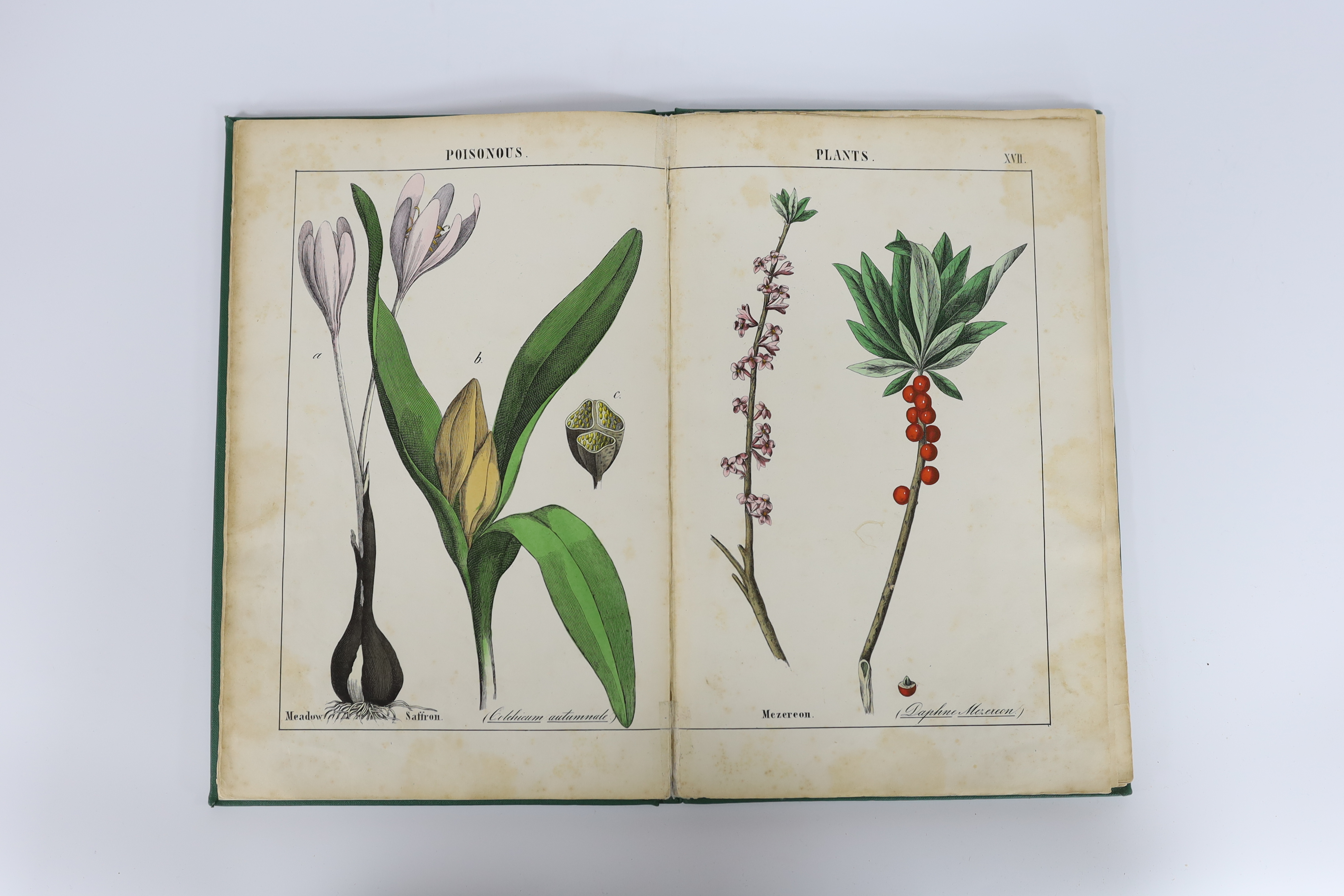 [Yonge, Charlotte Mary] - The Instructive Picture Book, or Lessons from the Vegetable World, tall 4to, original pictorial boards, with 31 striking hand-coloured double-page plates of fruit, flowers, vegetables, fungi etc